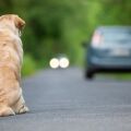 Projeto prevê multa para proprietário que deixar animal circular em estradas