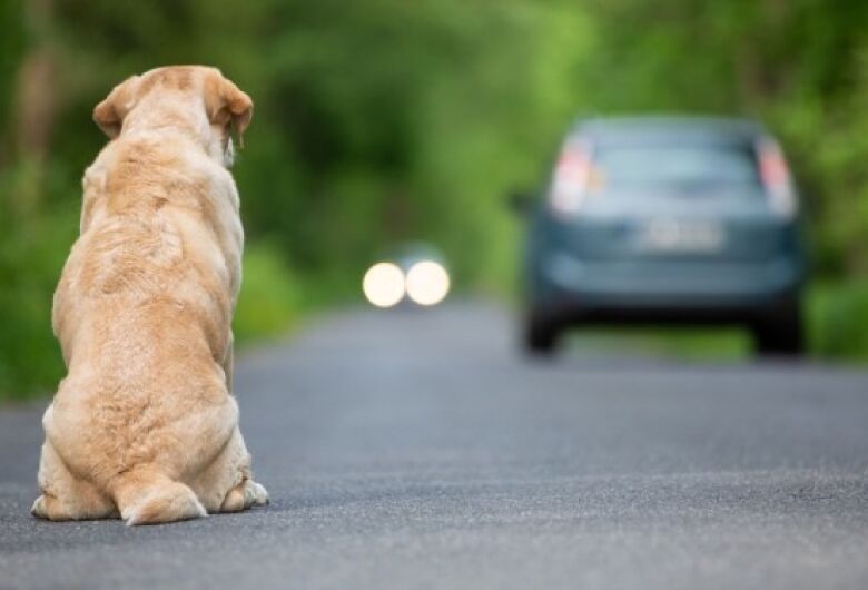Projeto prevê multa para proprietário que deixar animal circular em estradas