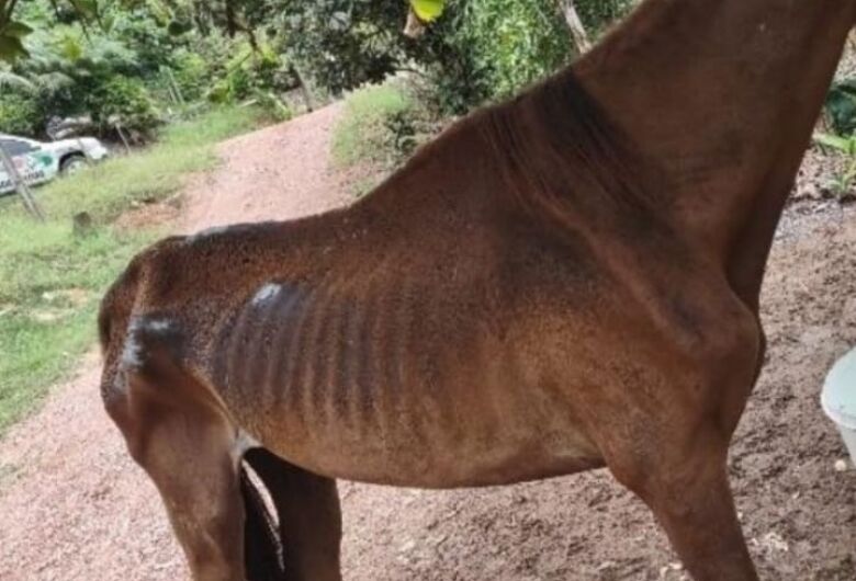 Homem é detido por maus-tratos contra cavalo em Corupá