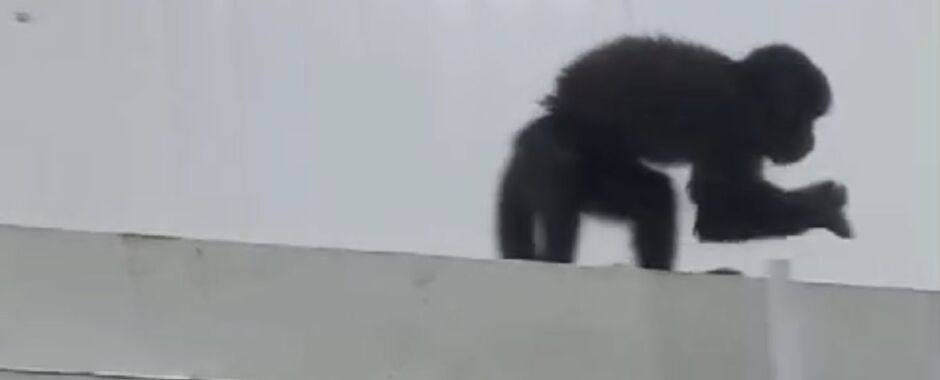[VÍDEO] Macaco come pinhões e abre latas de cerveja em mercado de São Francisco do Sul
