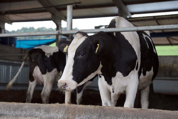 Santa Catarina exigirá rastreabilidade do leite para dar mais segurança ao consumidor - Crédito: Divulgação 