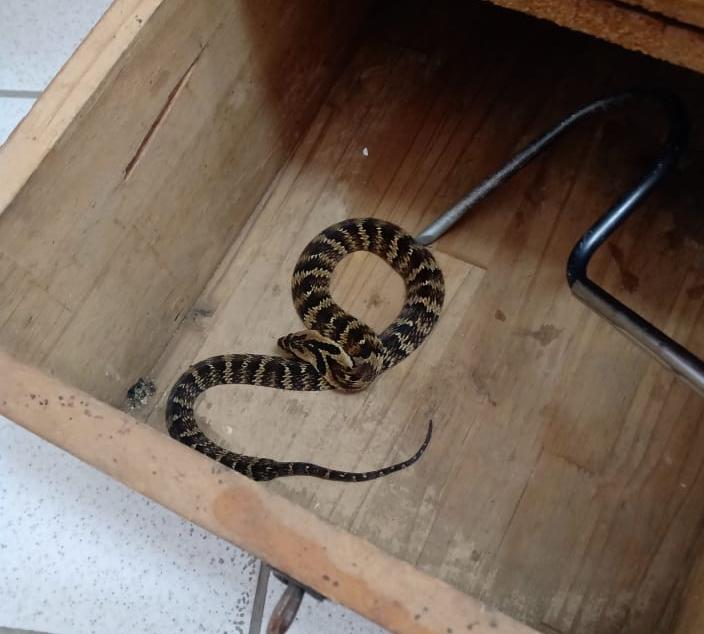 Cobra é capturada dentro de escola em Guaramirim - Crédito: Divulgação/BVG