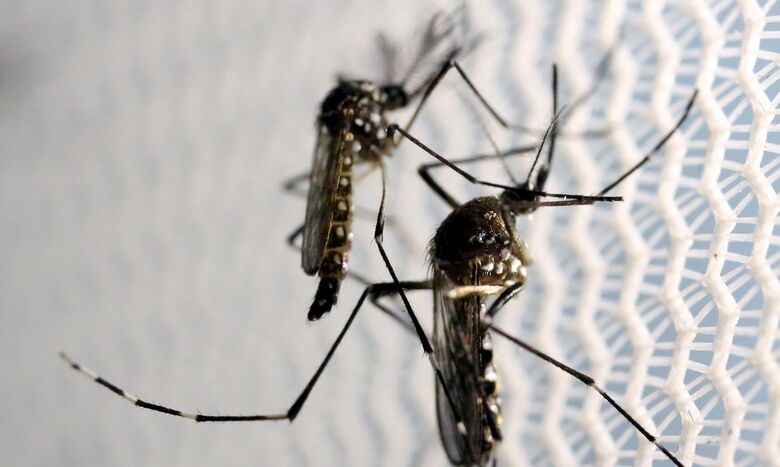 Pessoas que tiveram dengue são propensas a ter sintomas da covid-19 - Crédito: Paulo Whitaker / Reuters 