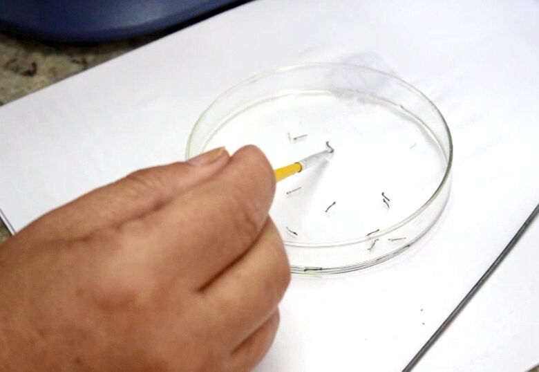 Em seis meses, Jaraguá registrou mais de 400 focos do mosquito da dengue  - Crédito: Divulgação 