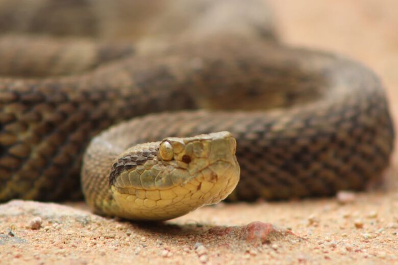 Mesmo antes da primavera aumentam ocorrências envolvendo serpentes em Jaraguá - Crédito: Divulgação 