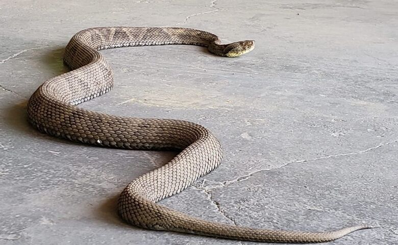 Cobra Jararaca com 1,30 metro é capturada em Jaraguá do Sul - Crédito: Divulgação PMJS