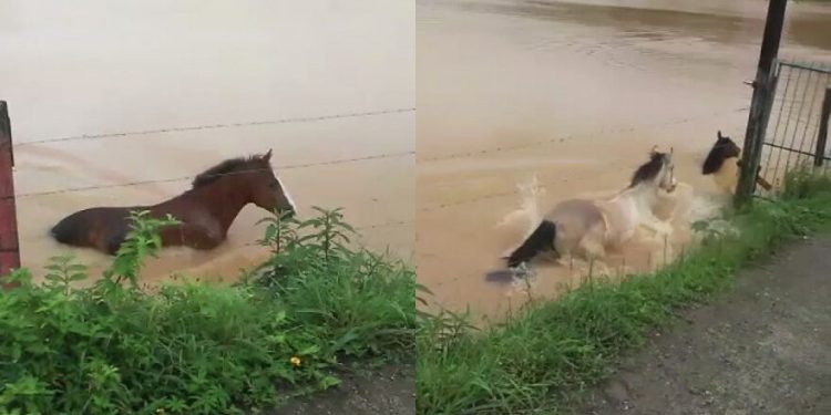 [Vídeo] Cavalos são resgatados após rio transbordar em Guaramirim - Crédito: Arquivo / Divulgação 