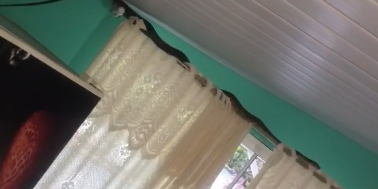 Mulher encontra cobra na cozinha da residência em Jaraguá - Crédito: Divulgação 