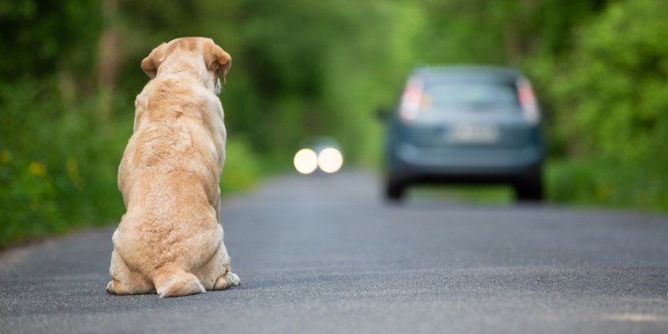 Projeto prevê multa para proprietário que deixar animal circular em estradas - Crédito: Ilustração